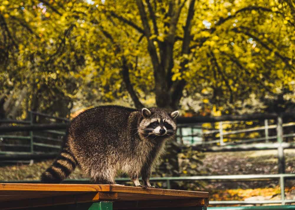 Racoon Picture