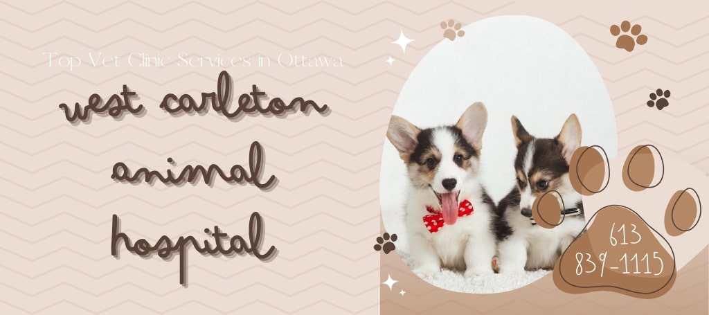 Top dog vet clinic cheap