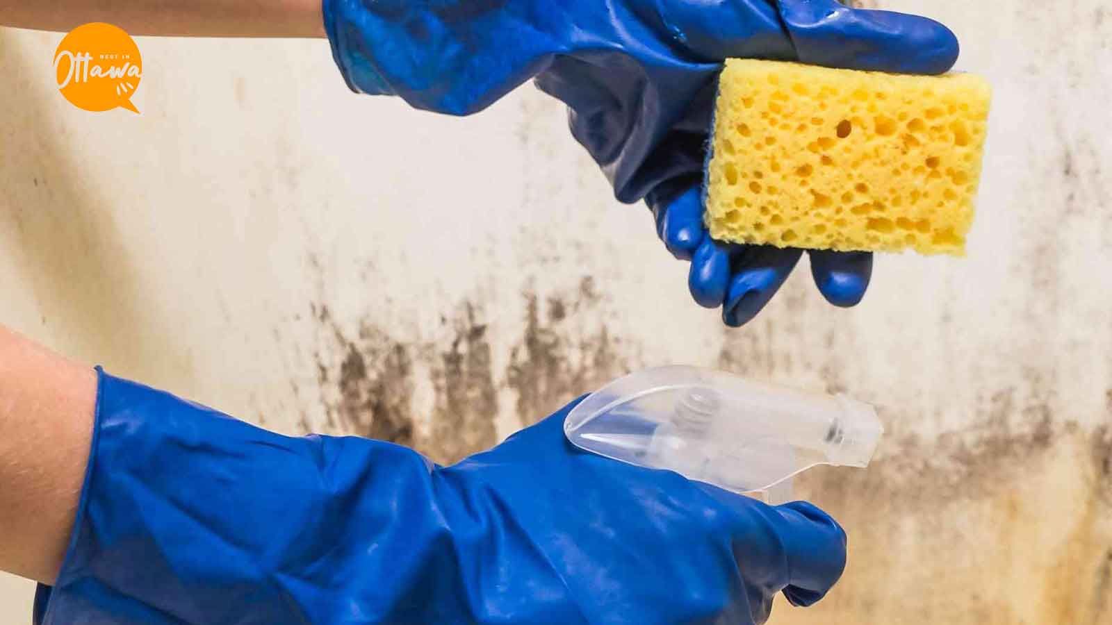 Top 6 Mould Removal Services in Ottawa
