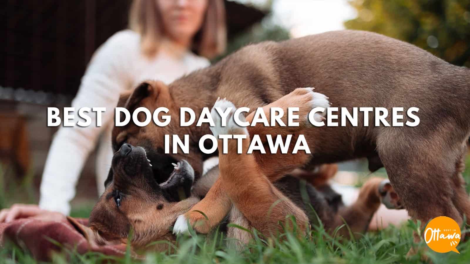 what is the average cost of doggy daycare