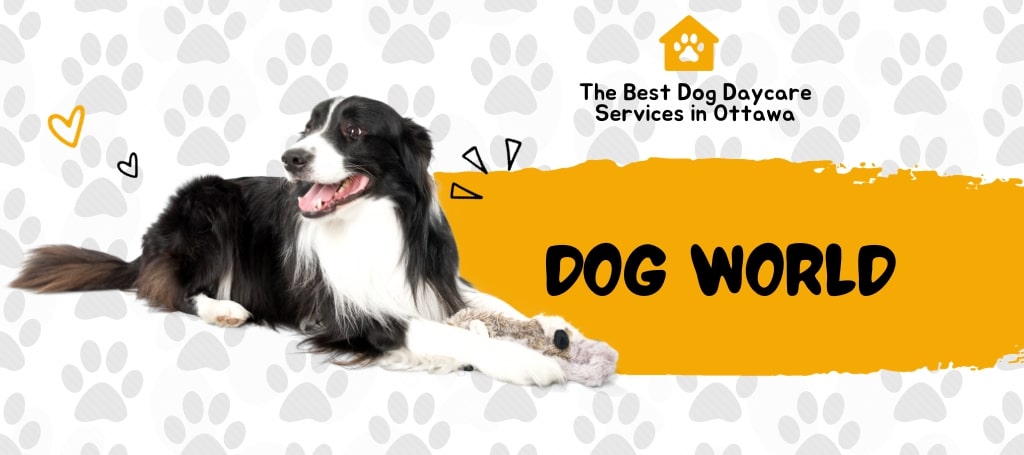 Dog daycare hot sale kanata