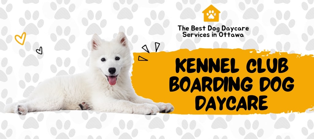 Dog daycare hot sale kanata