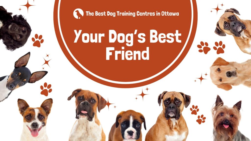 Carolark puppy sales classes