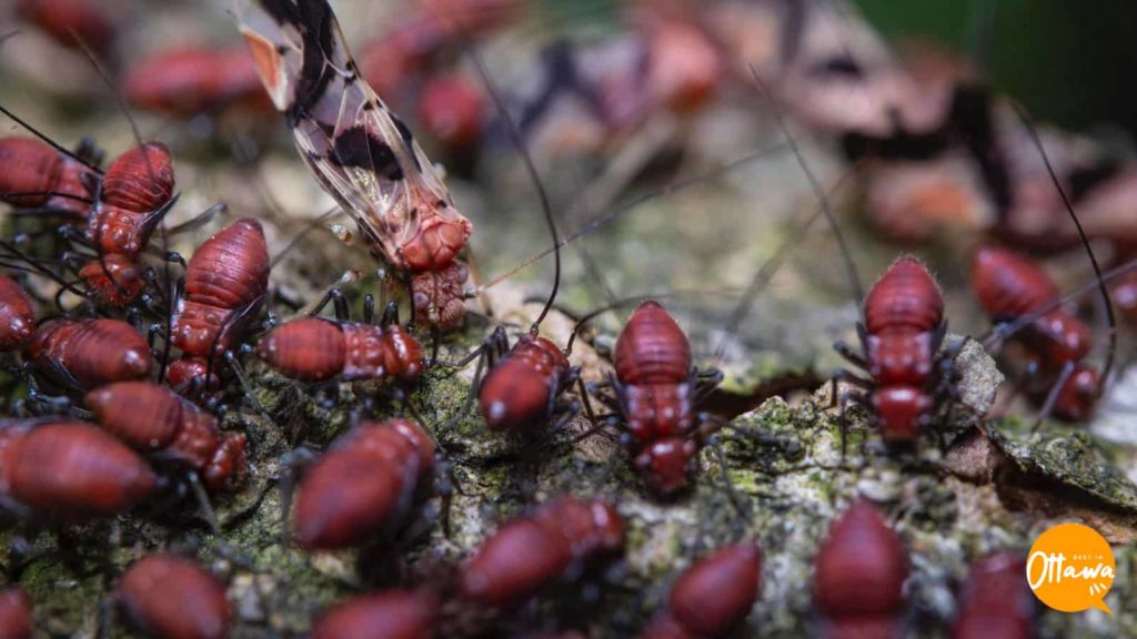 1. Terminating the Termites