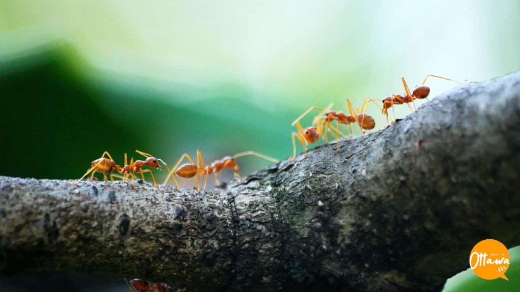 3. Antagonizing the Ants
