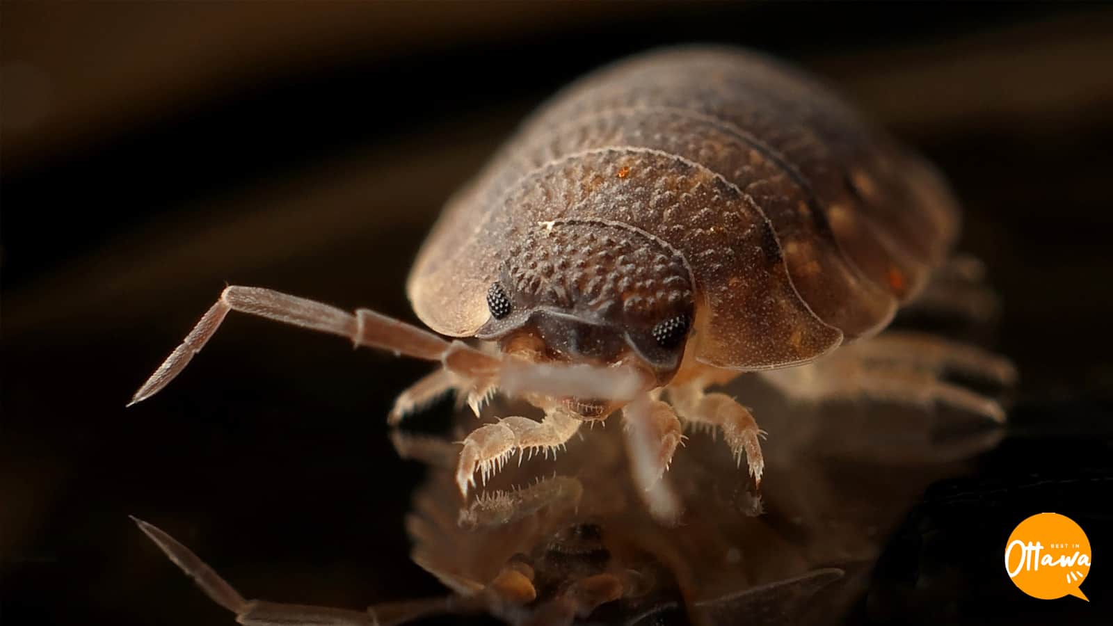 5. Bye-Bye, Bed Bugs!