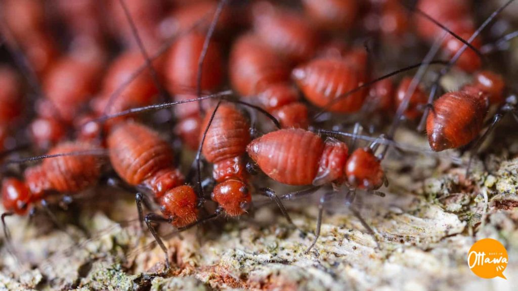 5. Permanent Solutions for Pests
