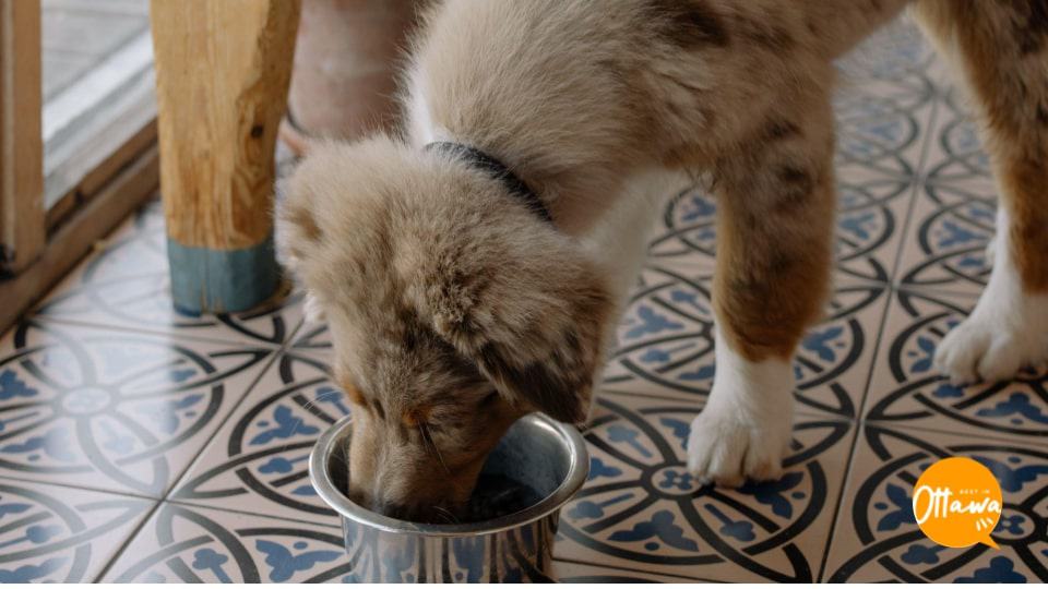 1. Giving Your Dog the Best Nutrition It Needs