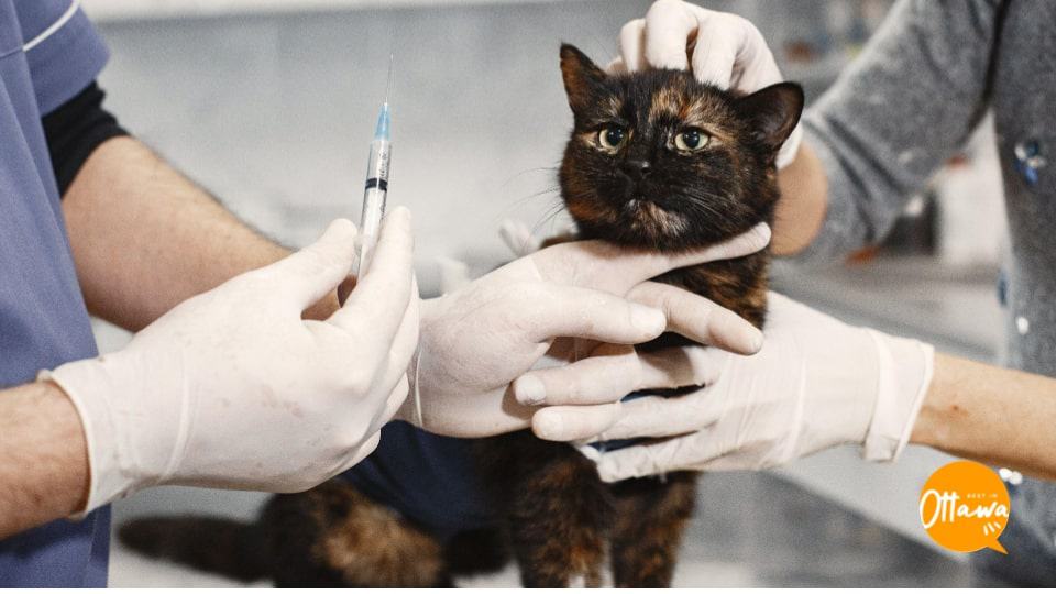 3. Selecting a Trustworthy Veterinarian