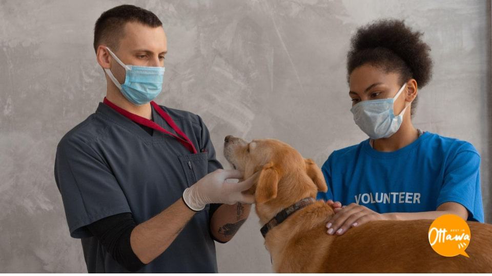 3. Selecting a Trustworthy Veterinarian_1