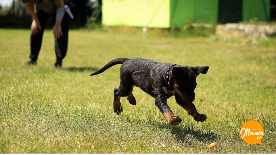 4. Getting Your Dog in Great Shape