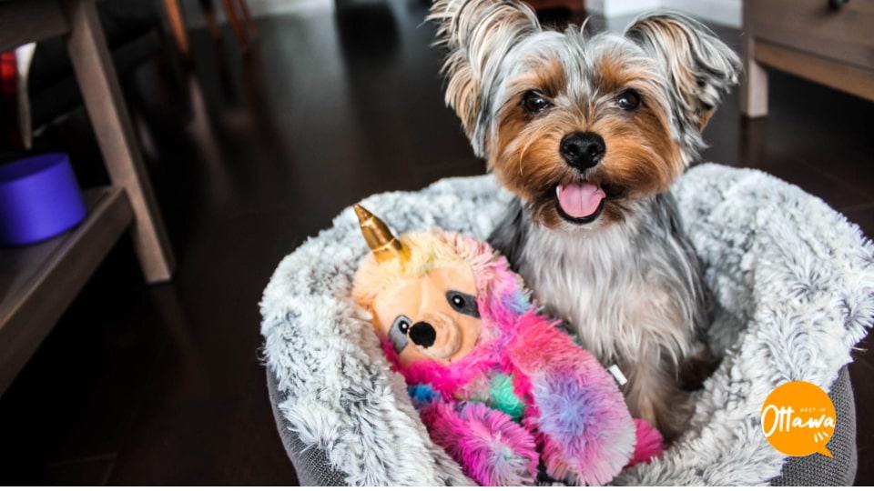 6. Choosing Dog Accessories