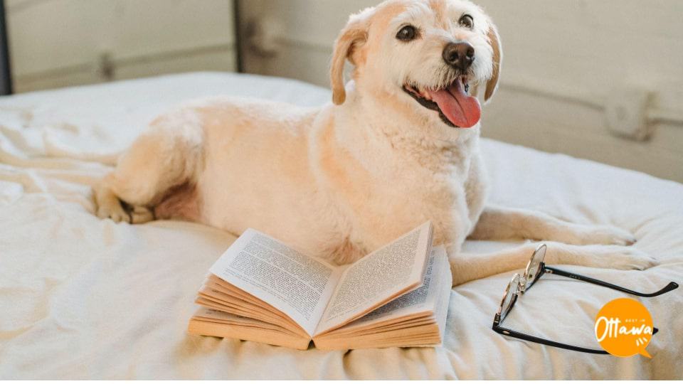 7. Making a Dog Care Checklist