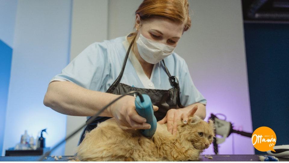 8. Grooming Your Cat Properly