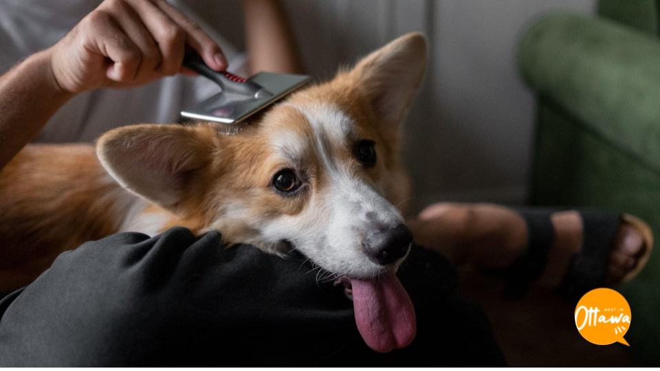 8. Grooming Your Dog Properly