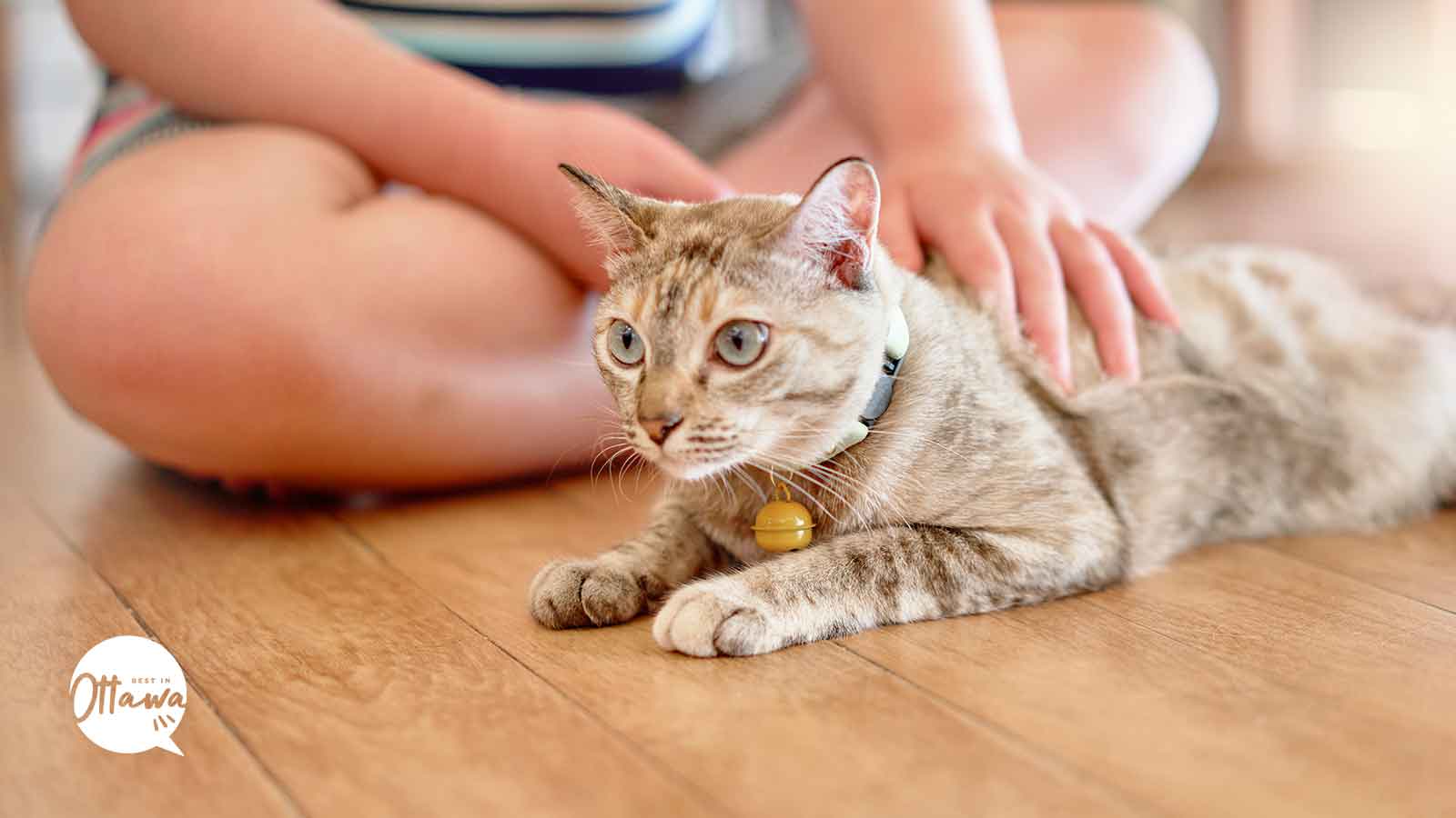 5 Tips for Trimming Your Cat's Nails in Granger, IN | Kryder & Harr  Veterinary Clinic