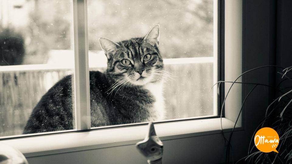2. Add Grills or a Screen to Your Windows