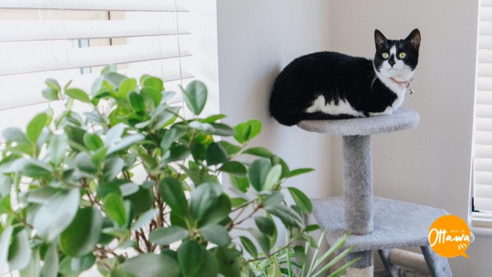 3. Avoid Plants That are Toxic to Cats