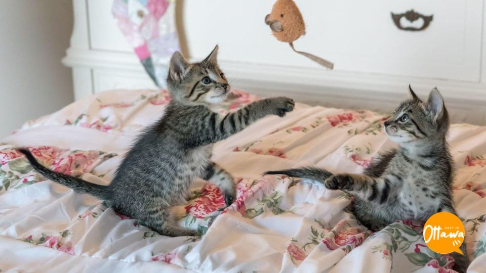4. Get Cat Toys To Keep Your Cat Active