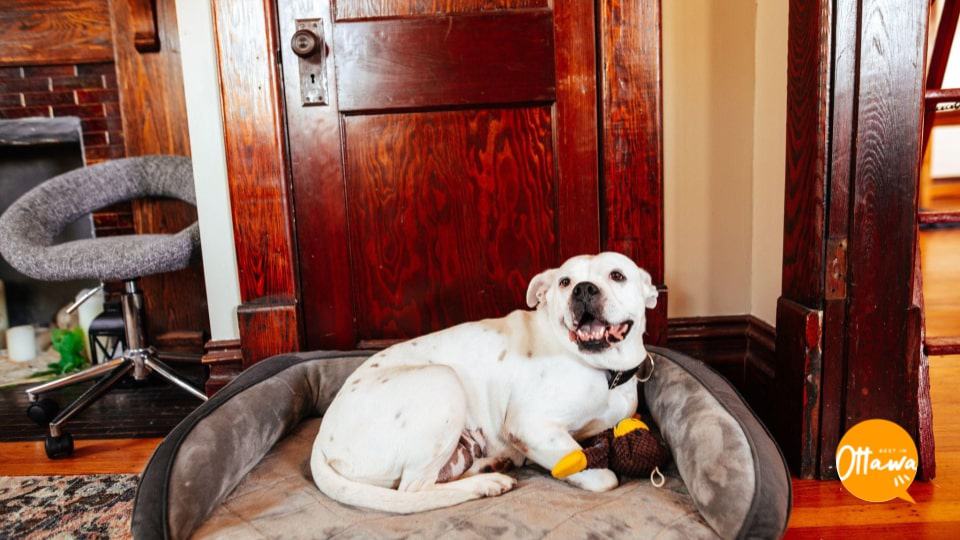 4. Shut and Lock Doors to Dog-Restricted Rooms