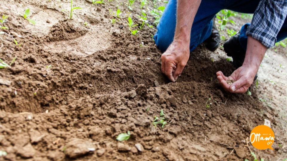 4. Test and Prep Your Soil