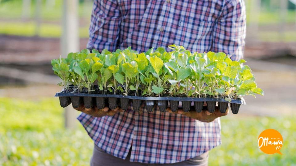 5. Select Your Seeds and Seedlings