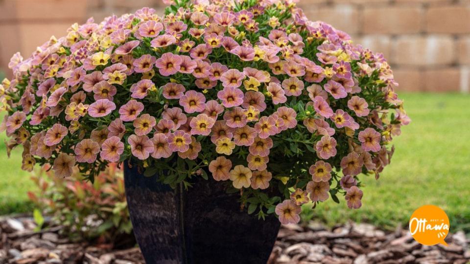 6. Put Your Garden “To Sleep”