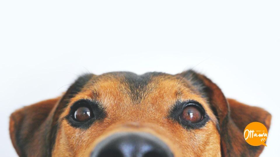 7 Practical Ways to Keep Your Doggy Safe