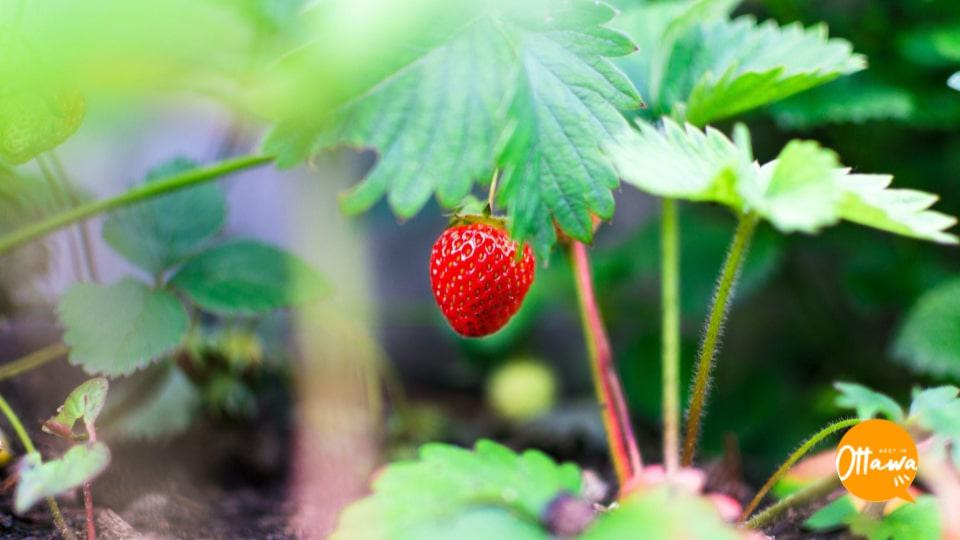 7. Harvest and Maintain Your Garden