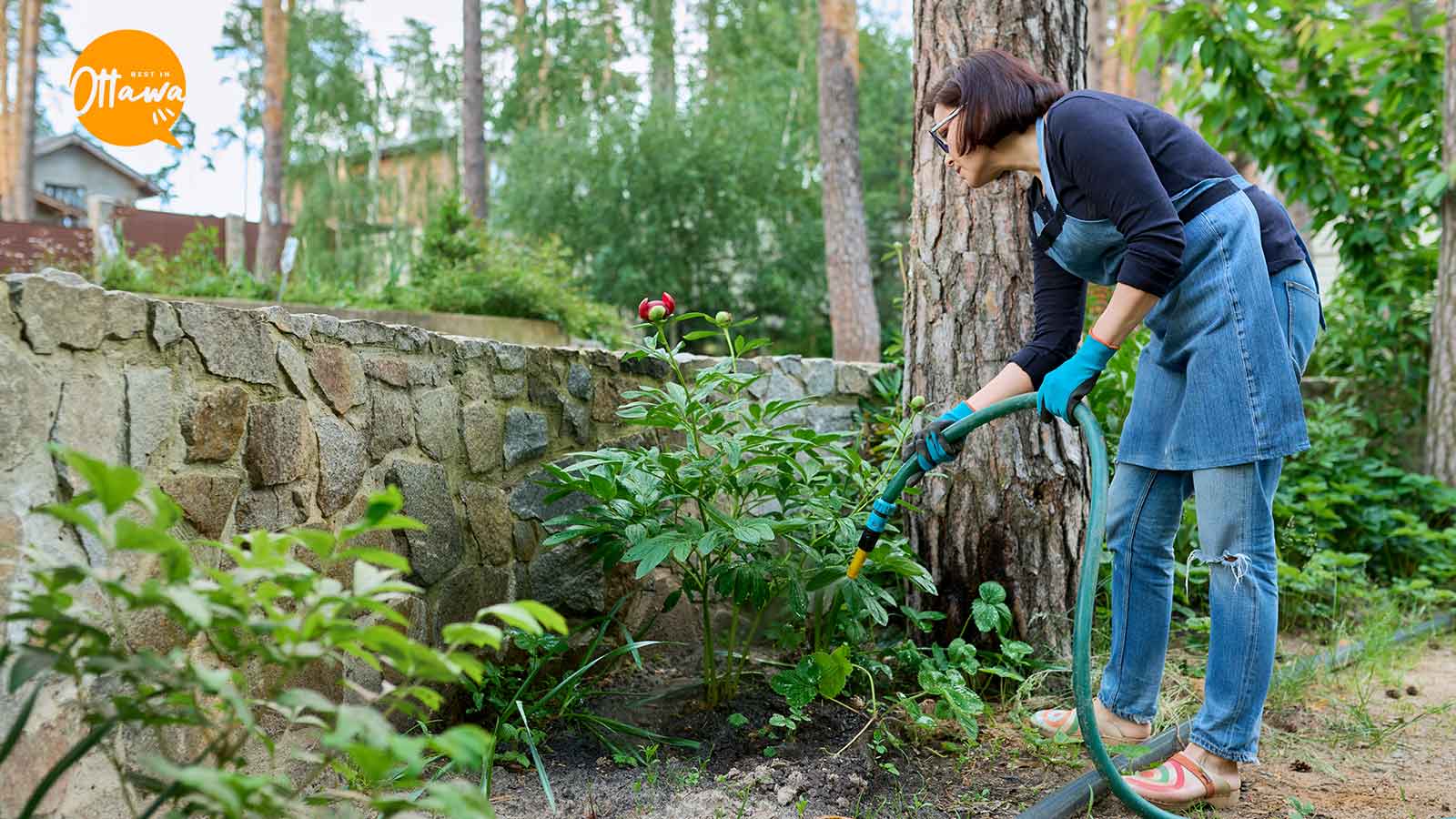Start Your Own Home Garden A Beginner’s Guide