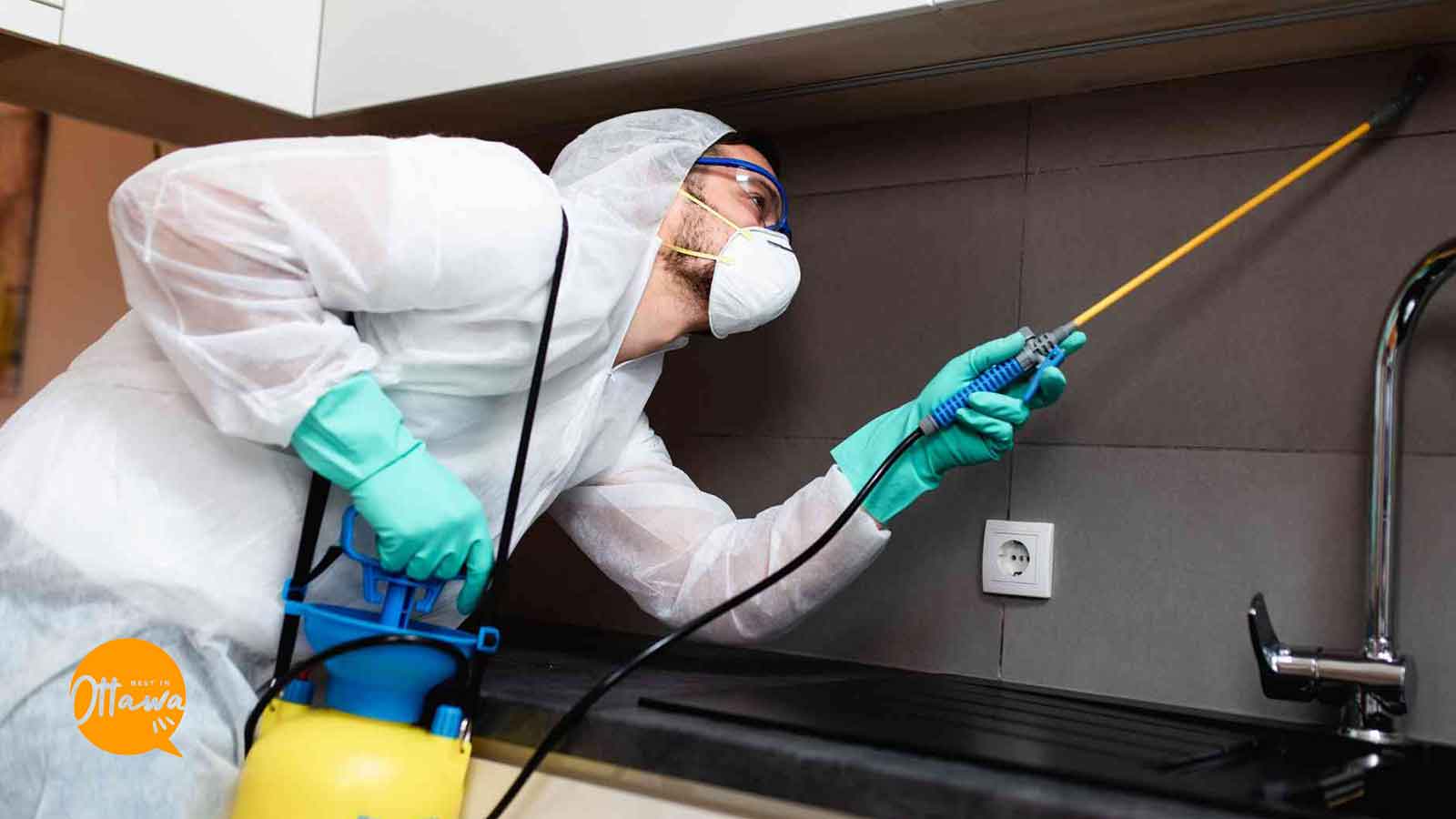 Best Ant Control Services in Ottawa