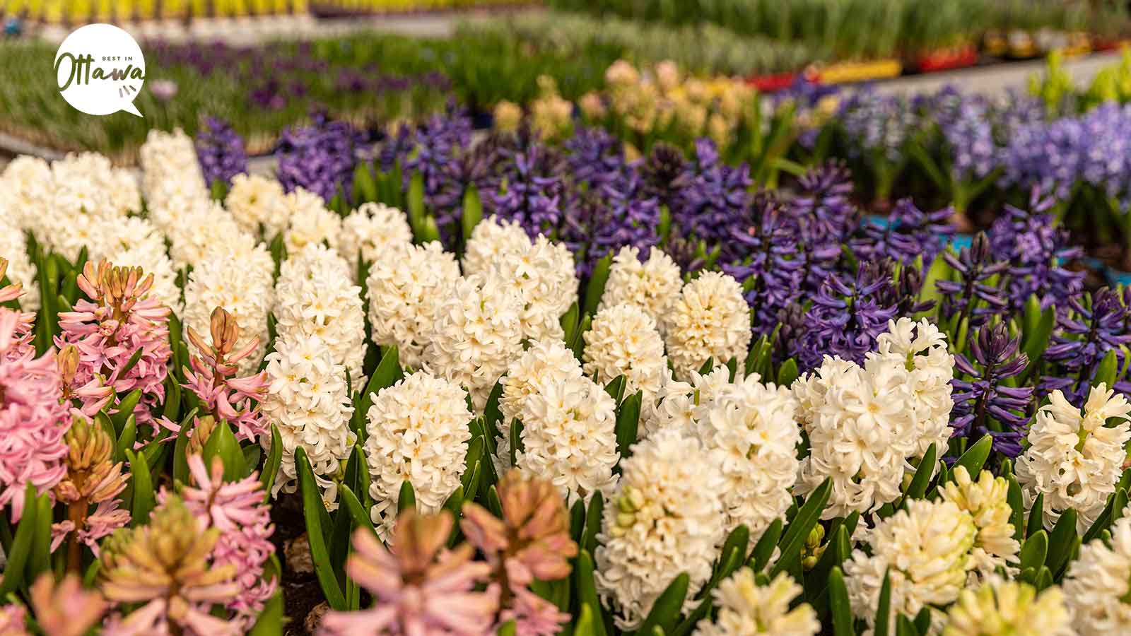 Best Gardens To Visit in Ottawa