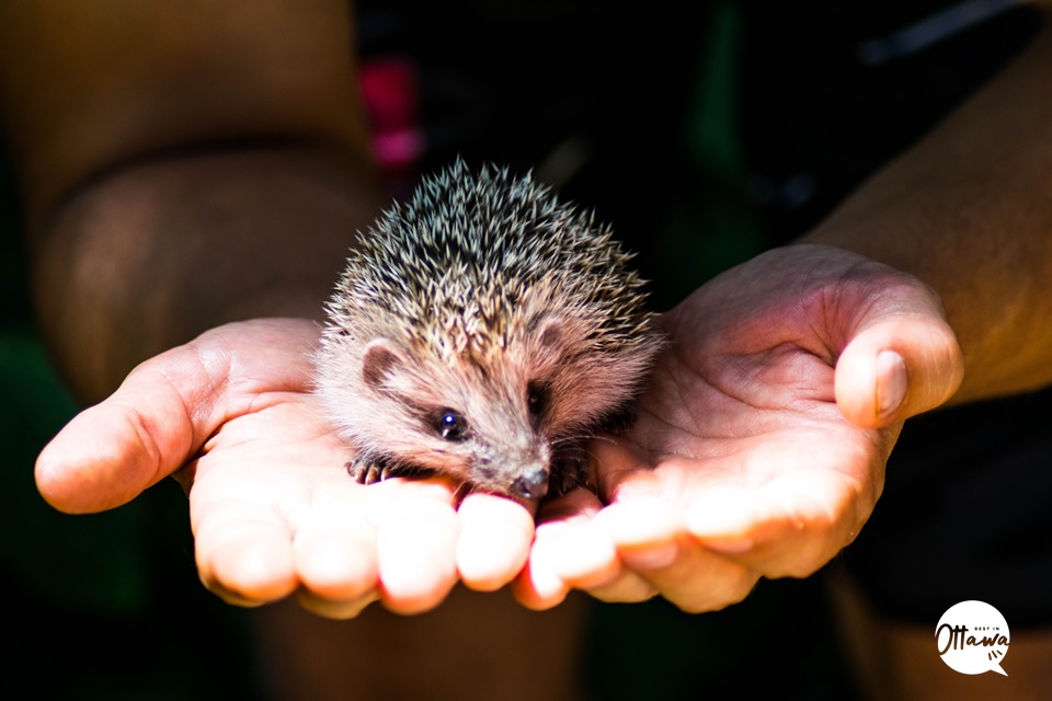Hedgehogs can be nervous when handled