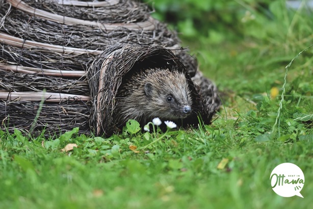 Hedgehogs need proper housing