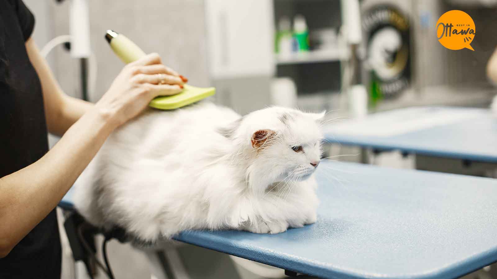 Pet Care 101 Pet Owner’s Responsibilities You Should Know