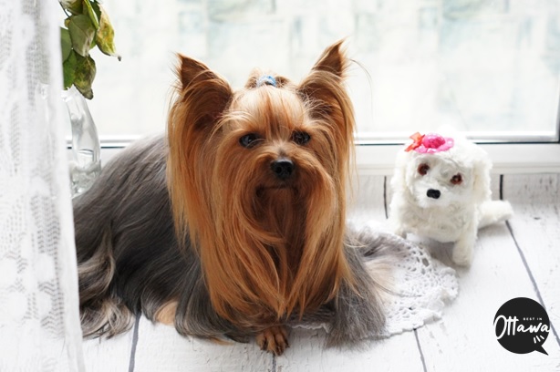 Pet-Friendly Amenities