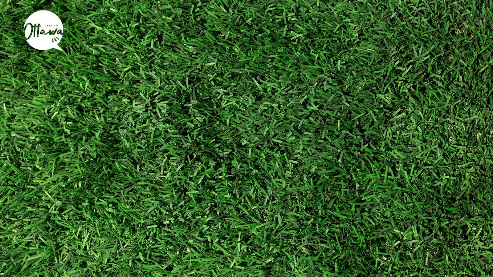 Best Artificial Turf Installers in Ottawa
