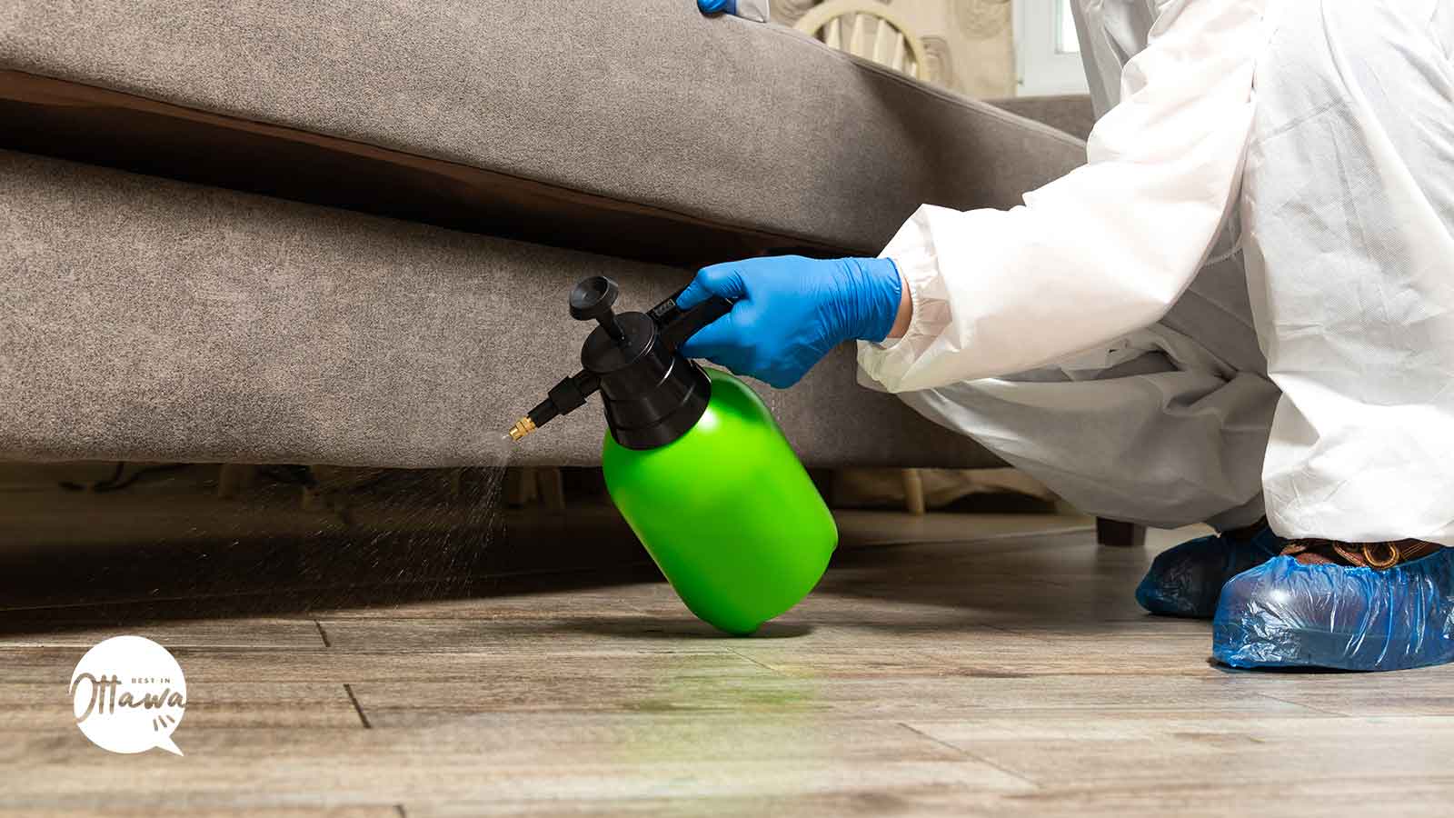 Best Termite Control Services in Ottawa