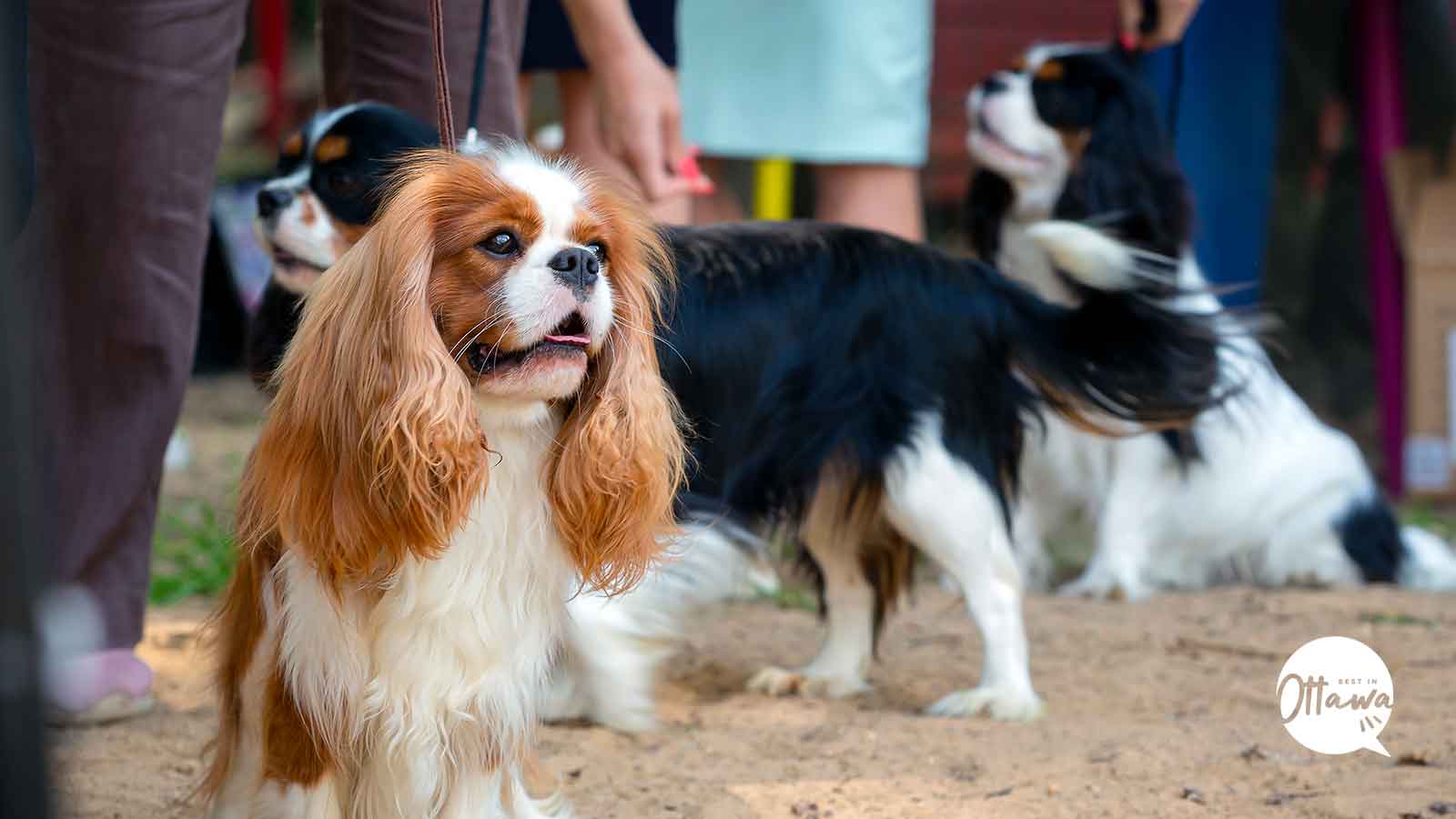 Best Pet Relocation Services in Ottawa