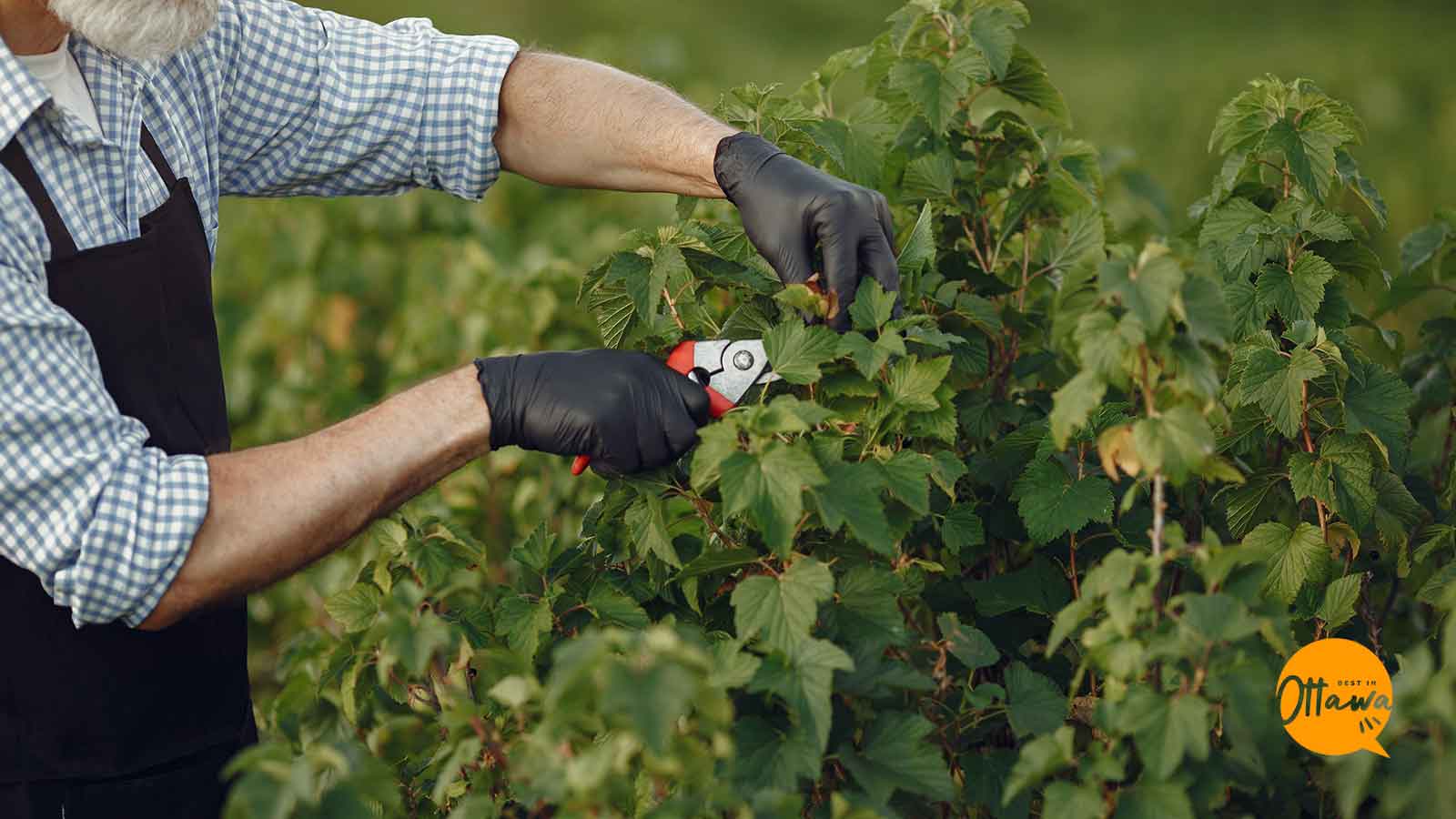 Best Pruning Services in Ottawa