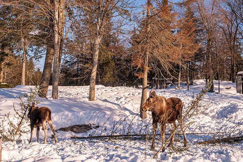 Parc Omega