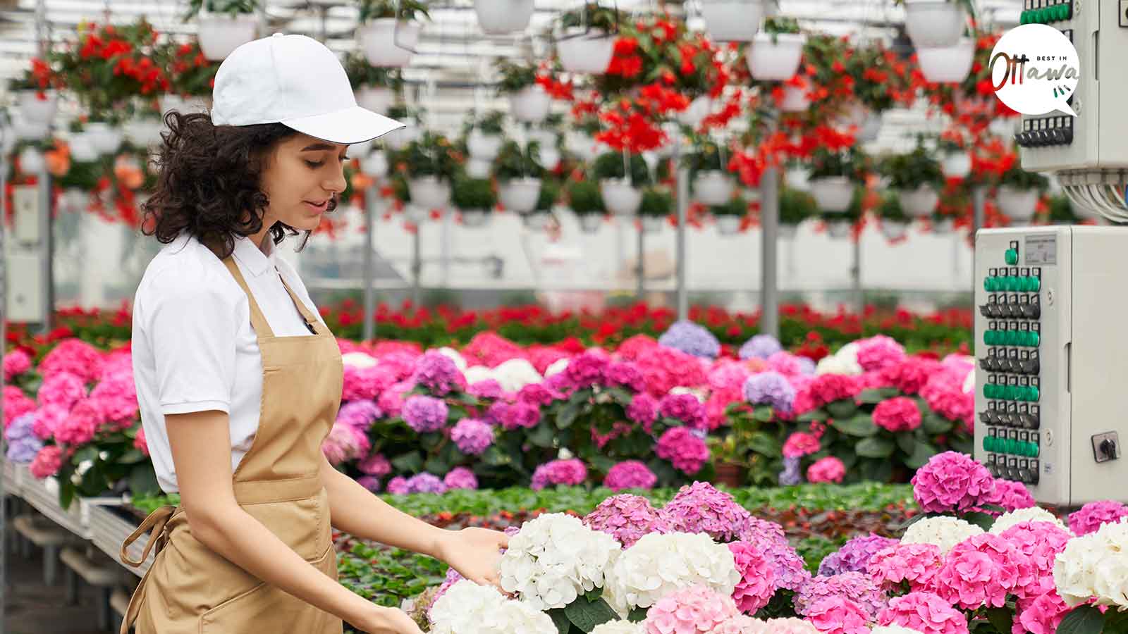 Best Florists in Ottawa