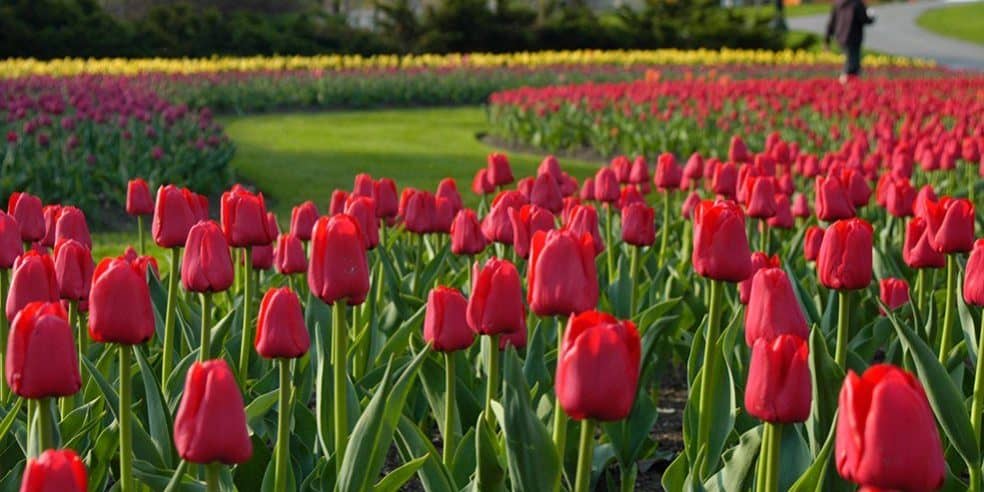 Canadian Tulip Festival