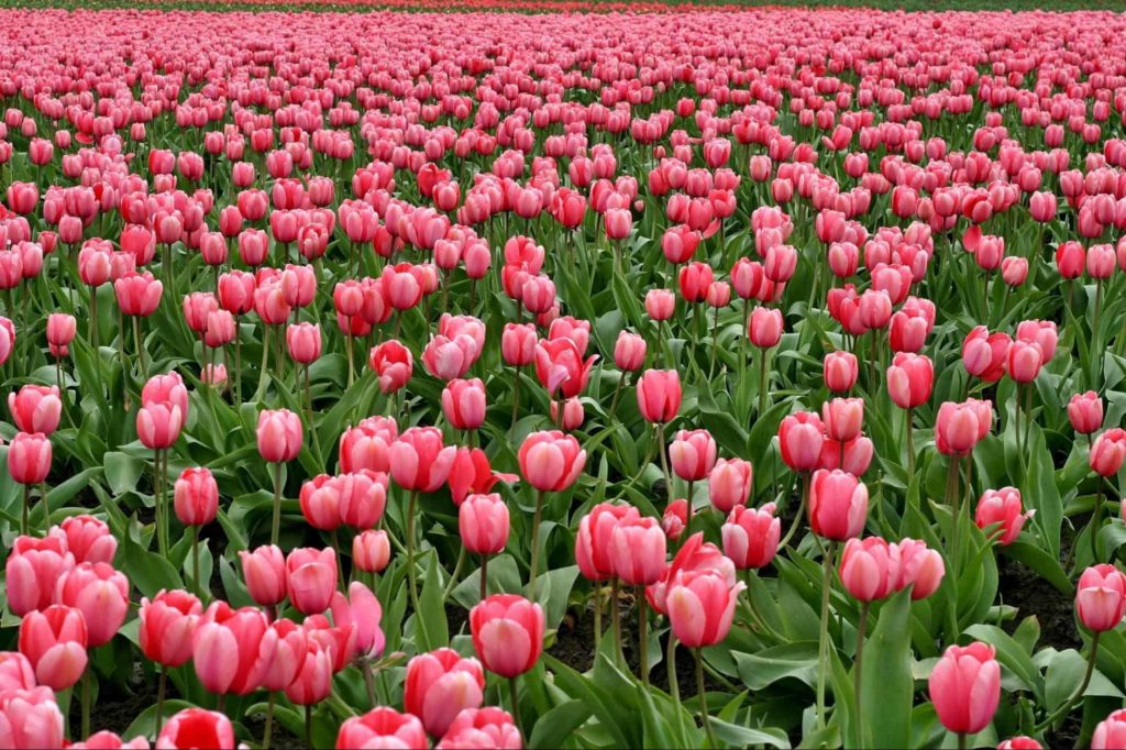 Of its 35 major festivals, the Canadian Tulip Festival is Ottawa’s most famous one.