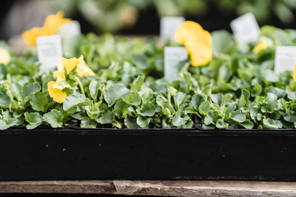 Plant a Herb Garden