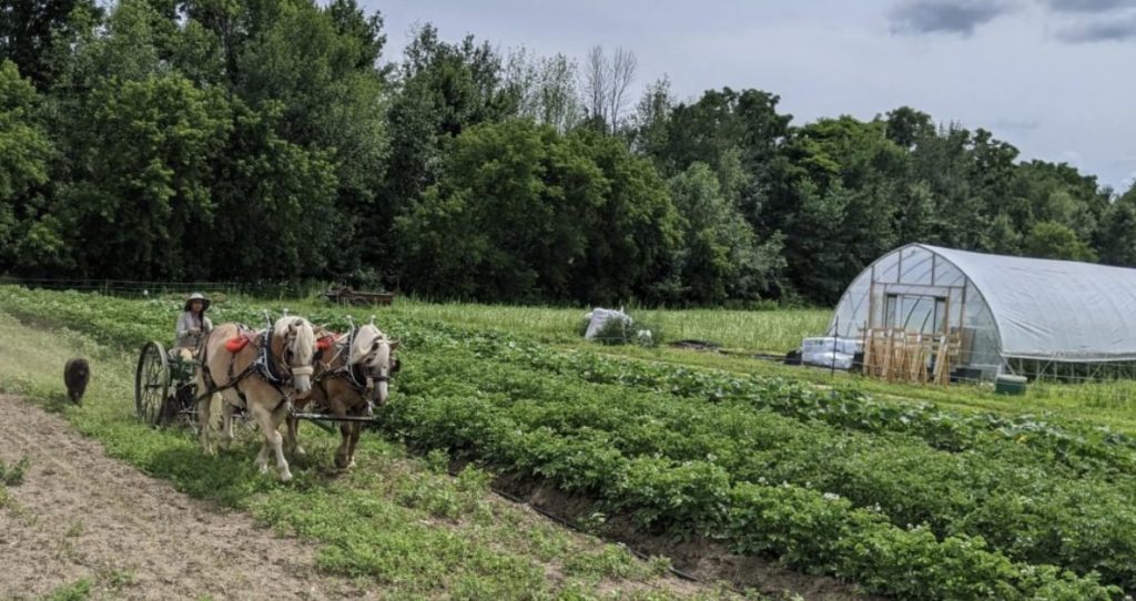 Horses in a Farm