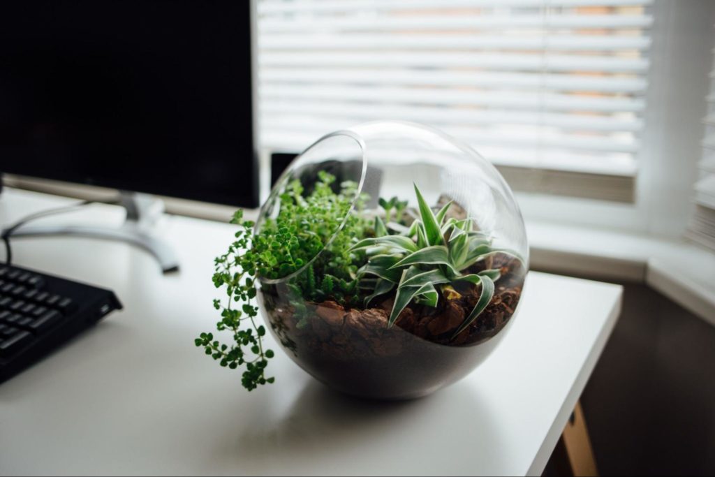 Photo of a terrarium