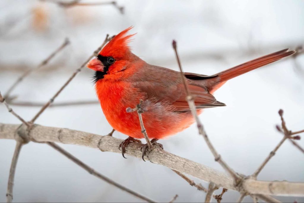 Give bird-watching a try