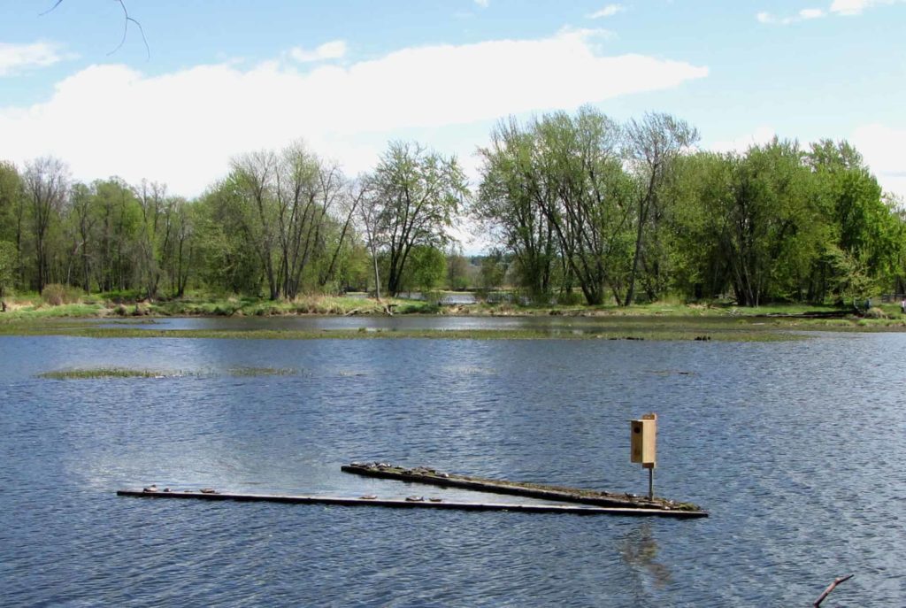 Petrie Island