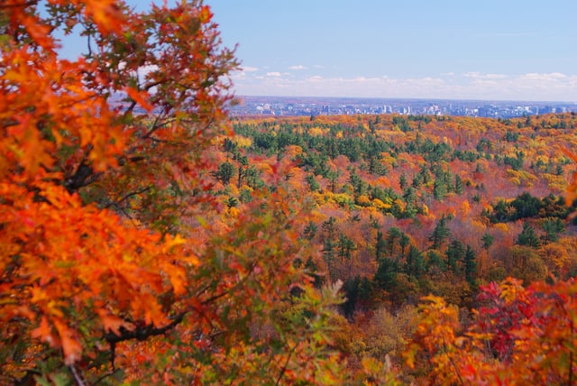 Forest Diversity